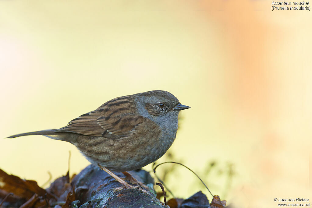 Dunnockadult post breeding, identification