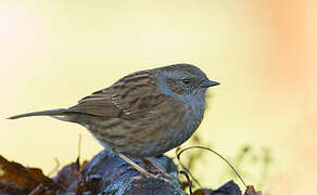 Dunnock