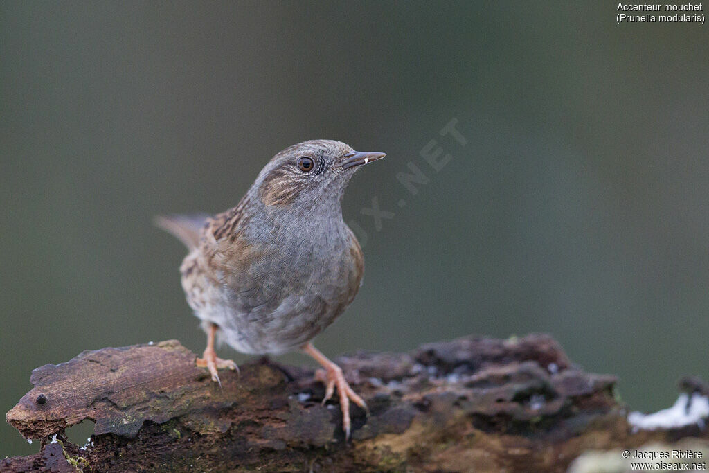 Accenteur mouchetadulte nuptial, identification