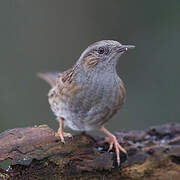 Dunnock