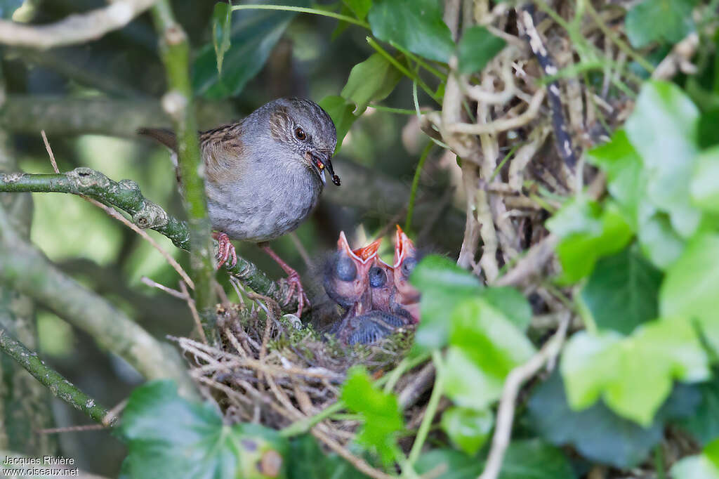 Dunnock, Reproduction-nesting