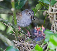 Dunnock