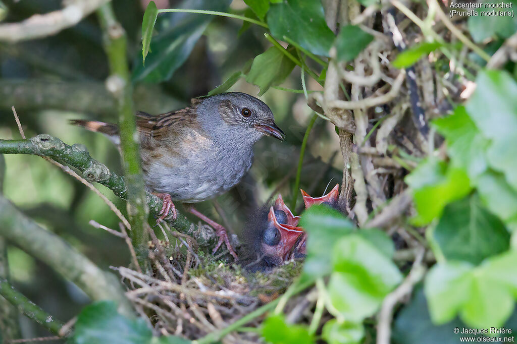 Dunnockadult breeding, identification, Reproduction-nesting