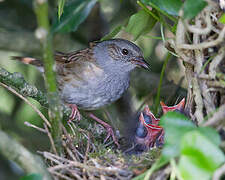 Dunnock