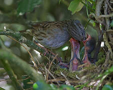 Dunnock