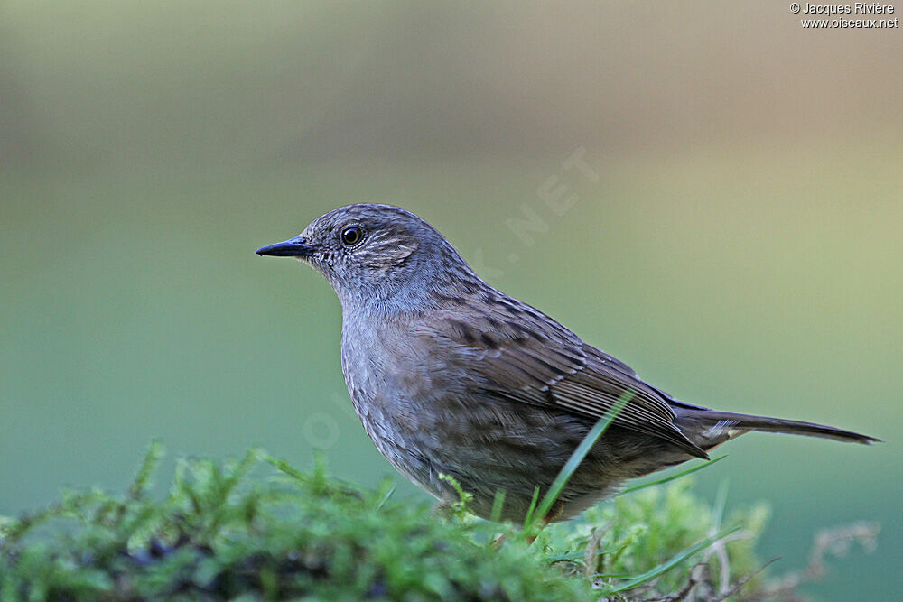 Dunnockadult post breeding, identification