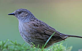 Dunnock