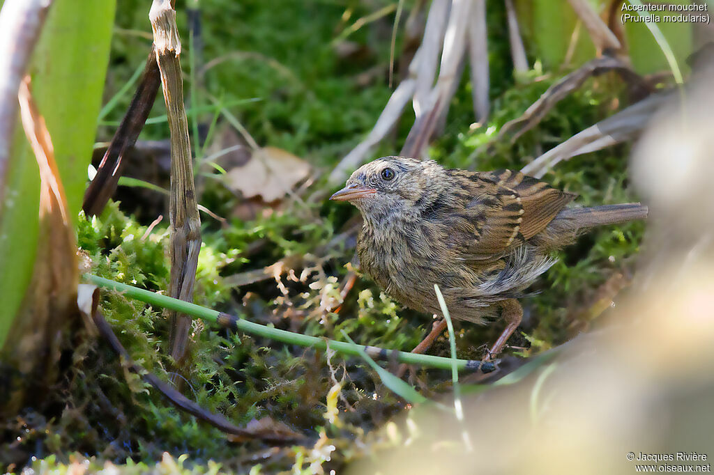 Dunnockimmature, identification, moulting