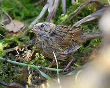 Dunnock