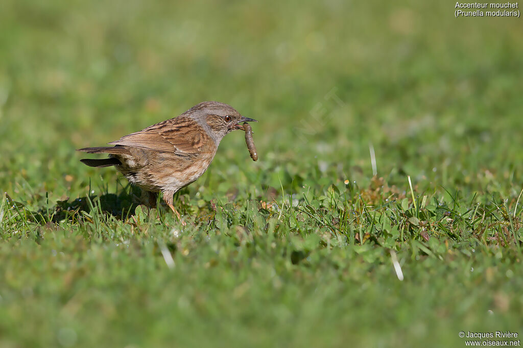 Accenteur mouchetadulte nuptial, identification, mange