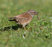 Dunnock