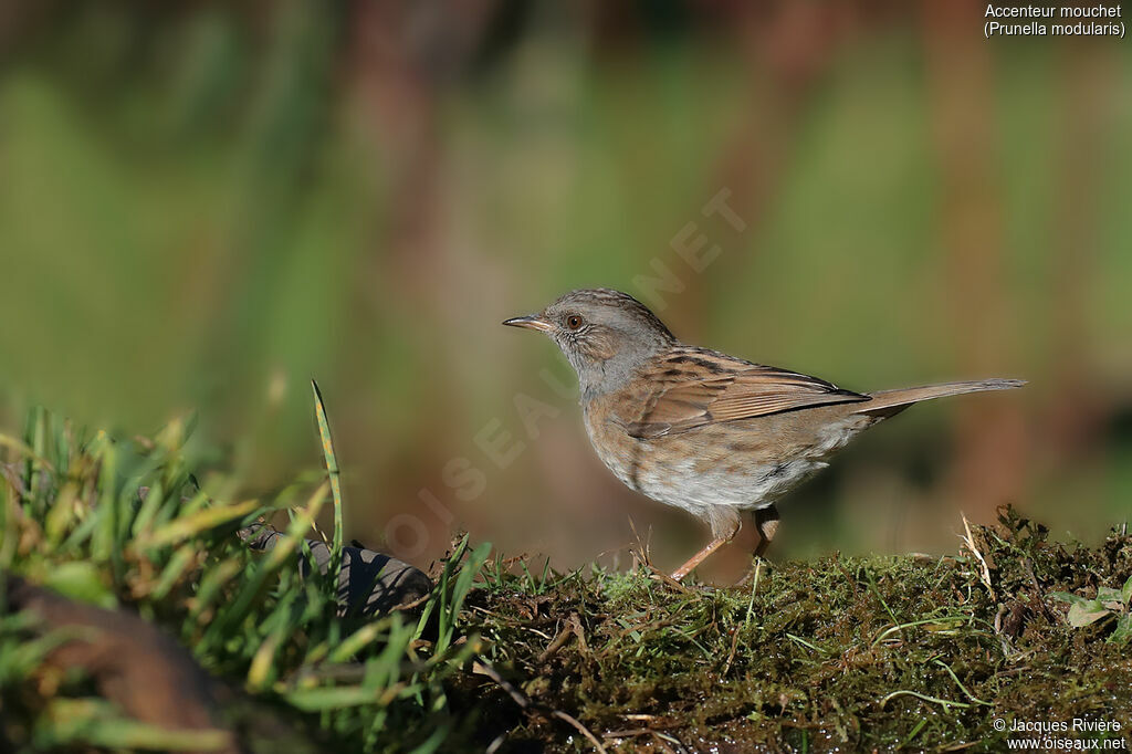 Dunnock male adult post breeding, identification