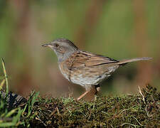 Dunnock