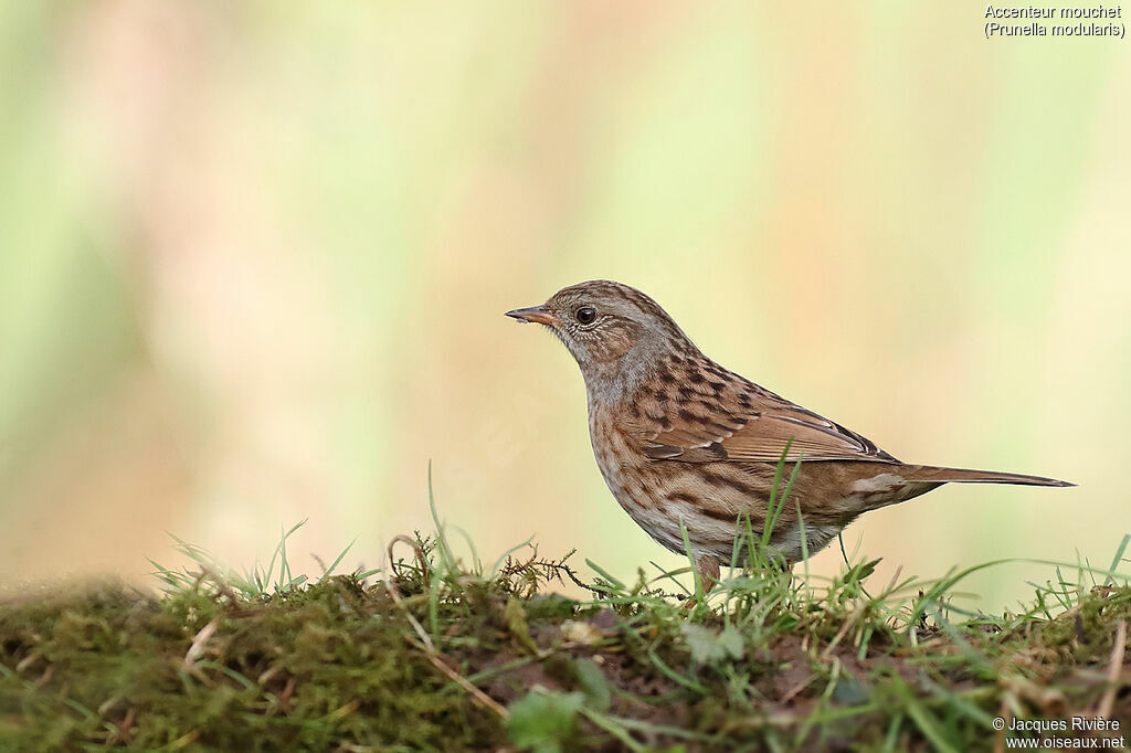 Dunnock female adult post breeding, identification