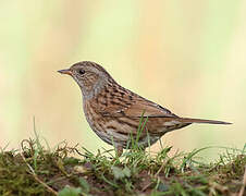 Dunnock