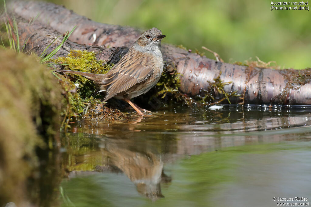 Dunnock female adult breeding, identification