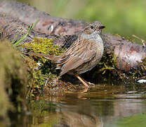 Dunnock