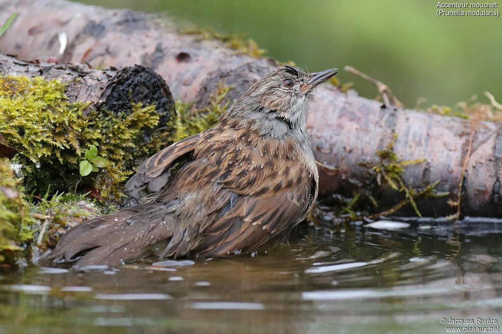 Dunnock female adult breeding, identification