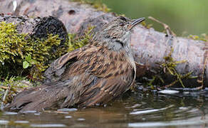 Dunnock