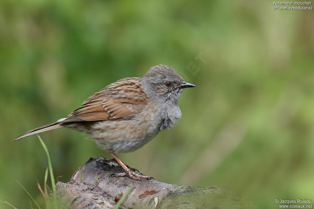 Dunnock male adult breeding, identification, song