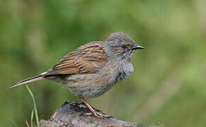 Dunnock