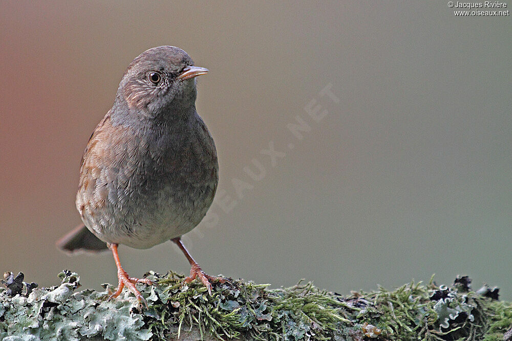 Dunnockadult post breeding