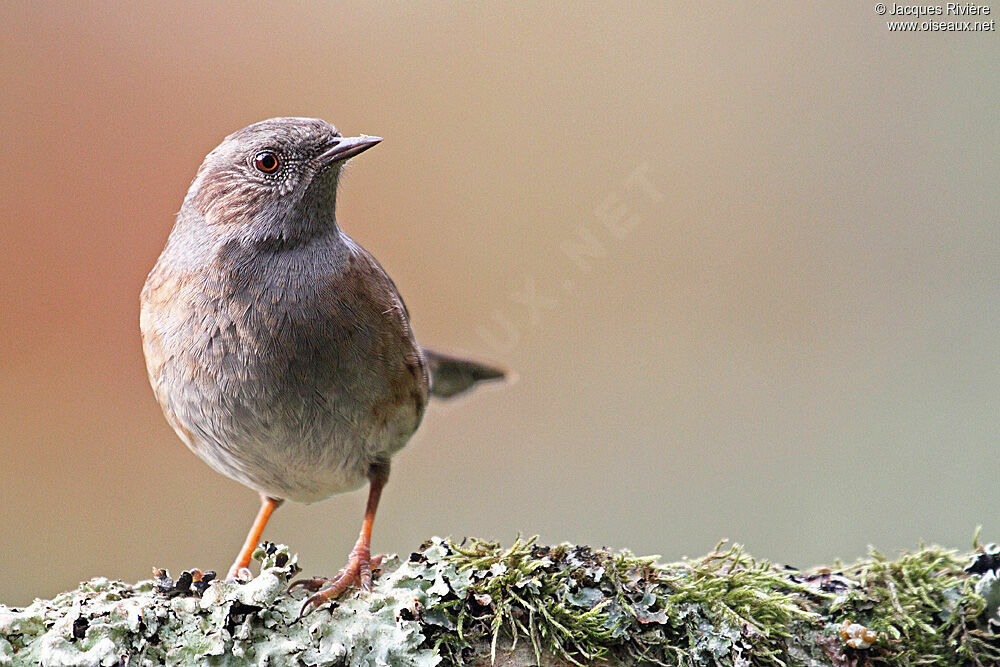 Dunnockadult post breeding