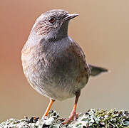 Dunnock