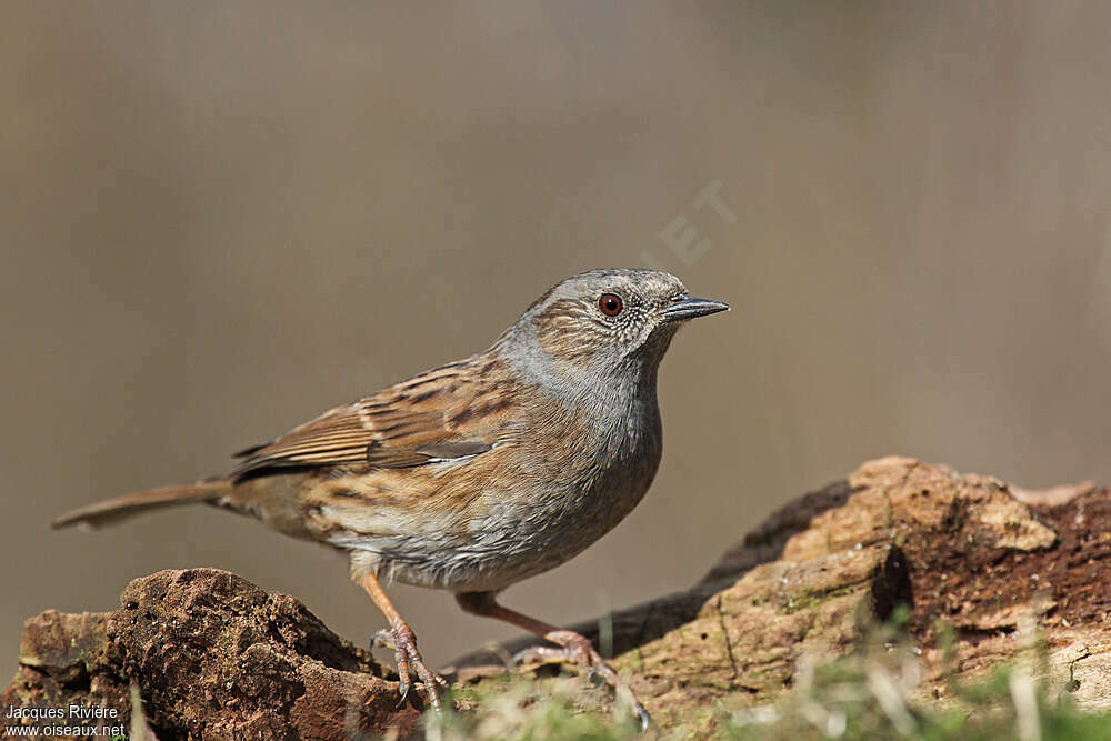 Dunnockadult breeding, identification