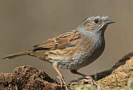 Dunnock