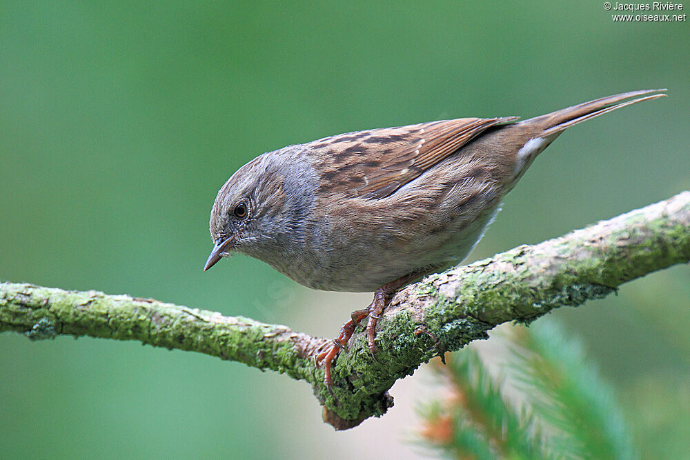 Dunnockadult post breeding, identification