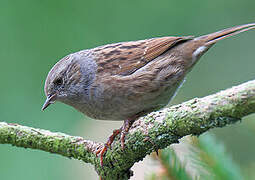 Dunnock