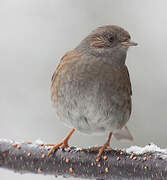 Dunnock