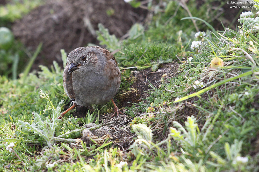 Dunnockadult breeding