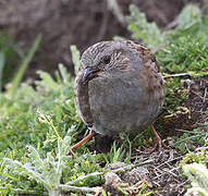 Dunnock