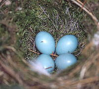 Dunnock