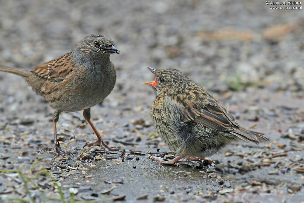 Dunnockadult breeding, identification