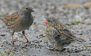 Dunnock