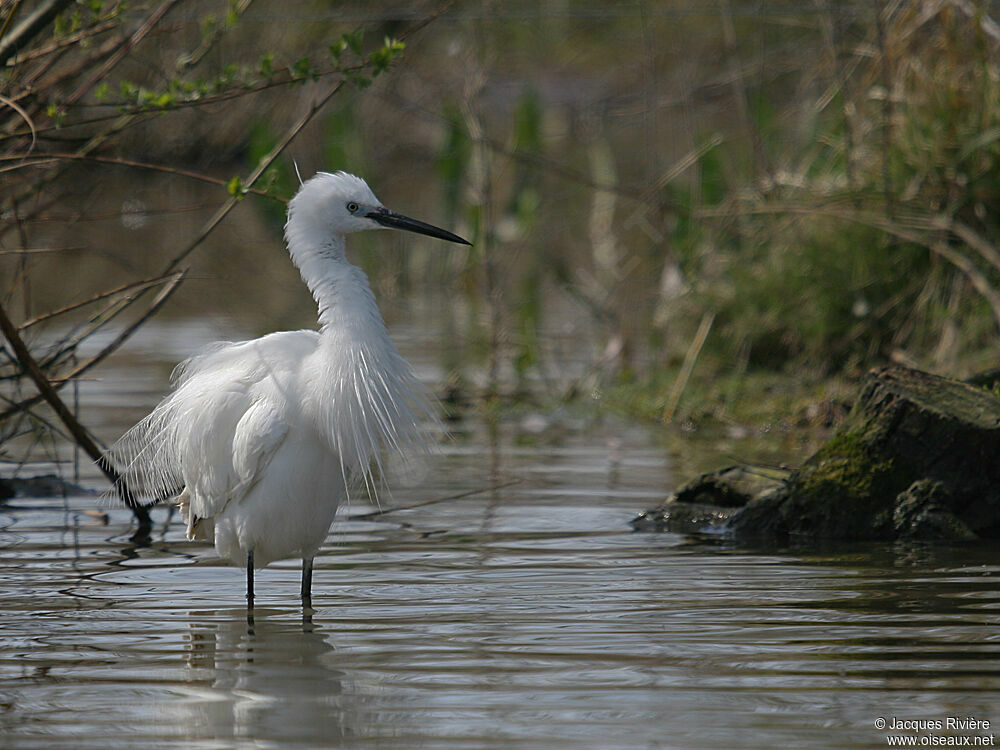 Aigrette garzetteadulte nuptial, identification