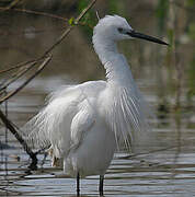 Little Egret