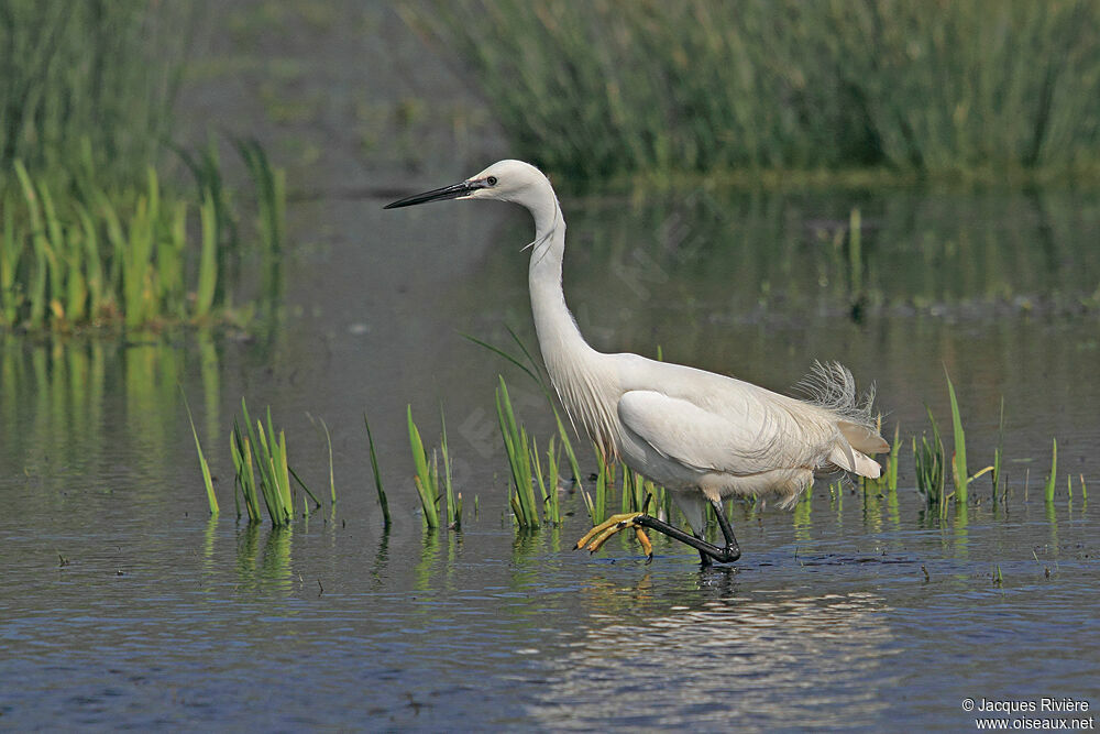 Little Egretadult breeding