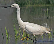 Aigrette garzette