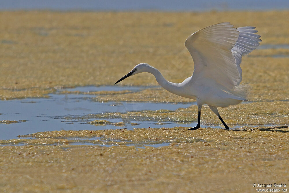 Little Egretadult breeding, identification, Behaviour