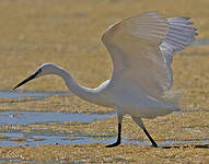 Aigrette garzette