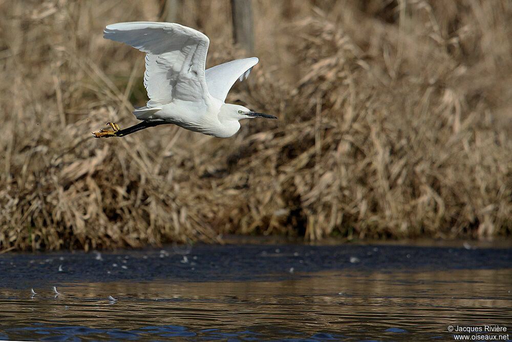 Little Egretadult post breeding, Flight