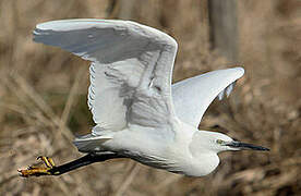 Little Egret