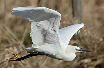 Aigrette garzette