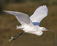 Aigrette garzette