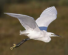 Little Egret