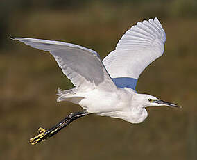 Aigrette garzette